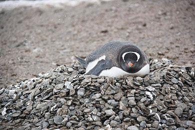 视频应用B站登陆国行PS5 PS4版本开发中