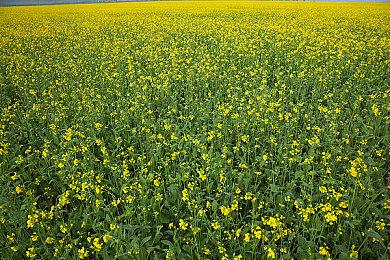 《GTA6》采用混合光线追踪技术 实现次世代视觉效果