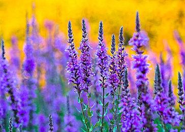 《羊蹄山之魂》是Sucker Punch做过的最开放游戏